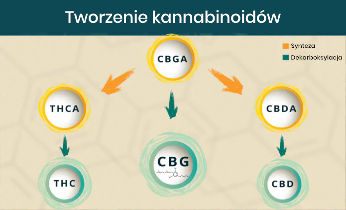 tvorba kanabinoidu brainmarket_pl